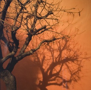 Jan Watten, "Red Wall Tree," Photograph.