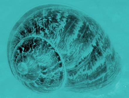 Blue Snail