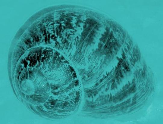 Blue Snail